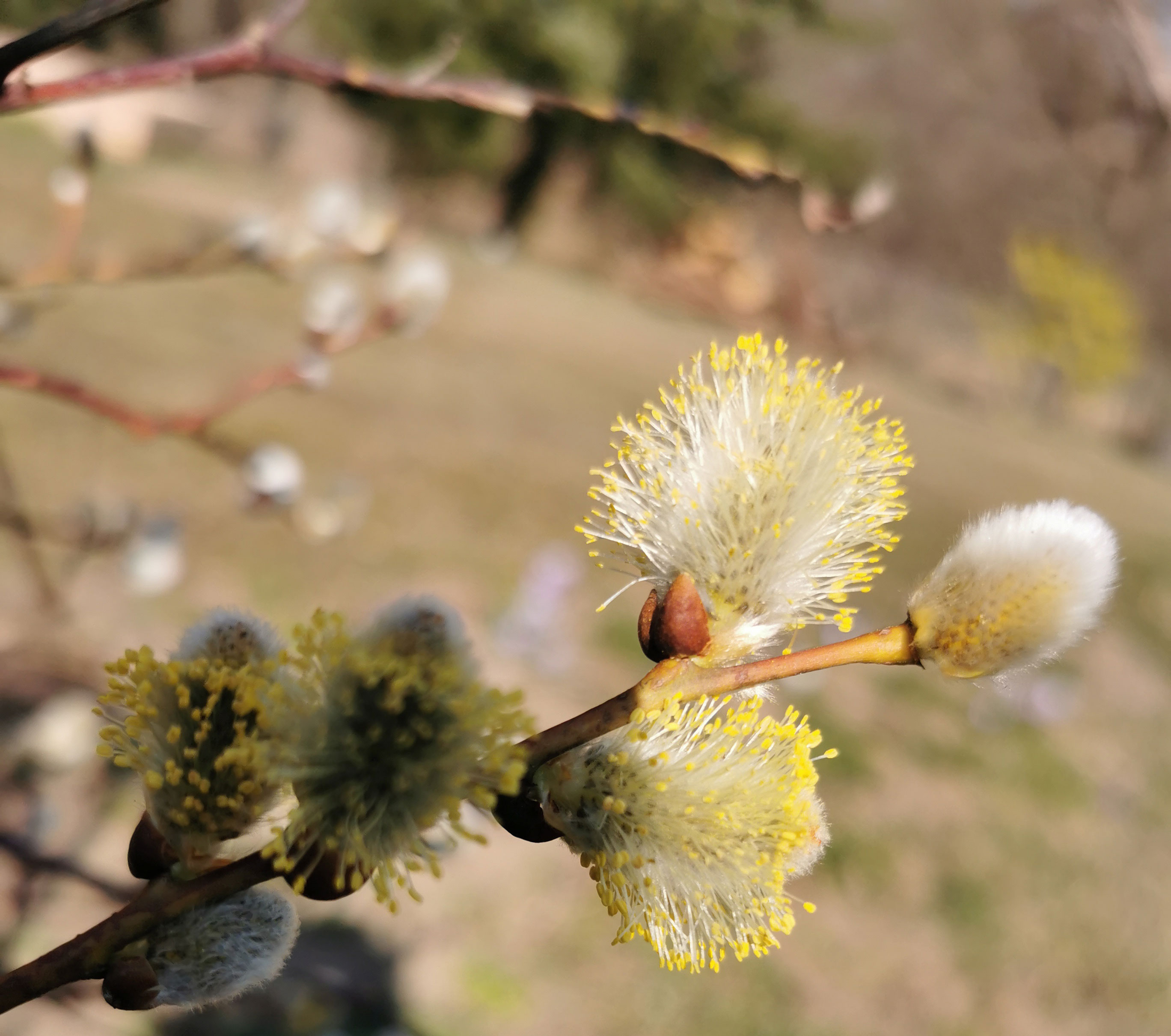 Symbolbild Zweig Weidenkätzchen
